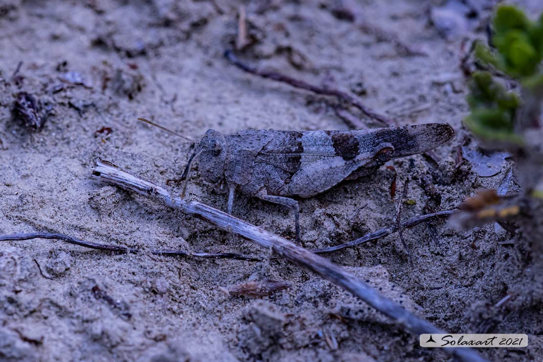 Oedipoda caerulescens maschio?... Oedipoda sp.